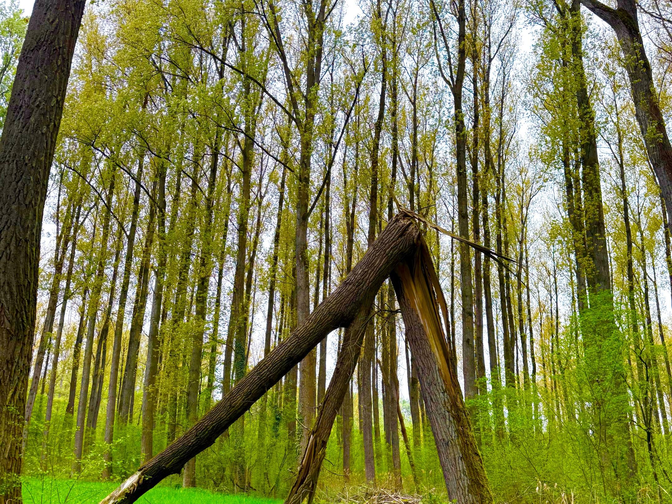 Trauerspaziergang (c) Christoph Sochart Trauerspaziergang